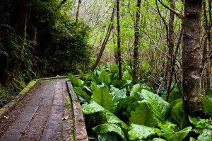 The South Slough estuary hike